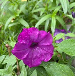 ペチュニア イージーウェーブ バイオレット Petunia hybrada 'Easy Wave Violet / 這い性の濃いピンクのペチュニア / パークセンター前ガーデン *豊洲産