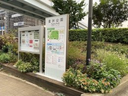 フロントガーデン / ジニアと紫葉バジル、アゲラタムが花盛り。白花のガウラともよく似合います