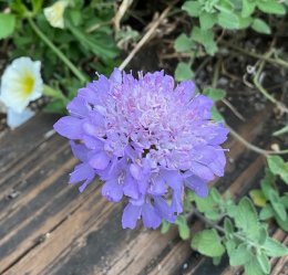 スカビオサ ブルーボウ Scabious `blue bow` / 薄紫の花が春と秋に咲く。別名マツムシソウ / 遊具横ボーダーガーデン *豊洲産