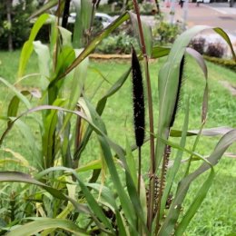 クロキビ Pennisetum glaucum / 黒い穂と黒い葉が魅力的 / パークセンター前ガーデン、石積みガーデン *豊洲産