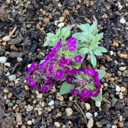 アリッサム パープルシェード Alyssum Clear Crystal 'Purple Shades' / 紫の濃淡。花が大きく長く楽しめる / 遊具横ボーダーガーデン・コンテナガーデン・メインガーデン*豊洲産