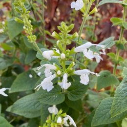 サルビア スノーニンフ Salvia coccinea'SnowNymph' / さわやかな白花が次々と咲く / フロントガーデン・石積みガーデン *豊洲産