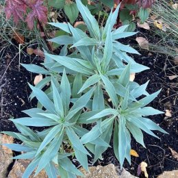 エキウム ファスツオサム’Echium fastusum’ / 巨大に育つ多年草。シルバーグレーの葉。ブルーの花ですが花は来年 / 石積みガーデン *豊洲産
