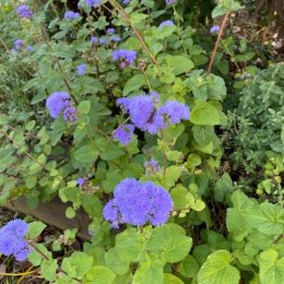 アゲラタム トップブルー Ageratum houstonianum 'Top Blue' / 夏の貴重な青花。湿気を好む。背が伸びる高性タイプ / フロントガーデン *豊洲産
