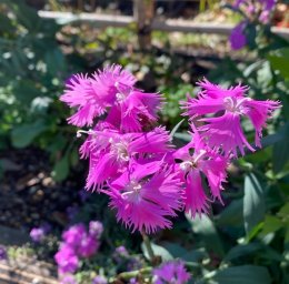 ダイアンサス フォトン ピンク Dianthus Photon Pink / 濃いピンク色のナデシコ / 遊具横ボーダーガーデン *豊洲産