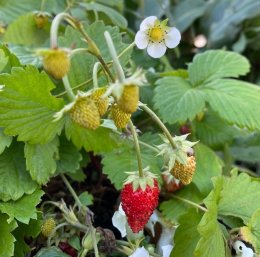 ワイルドストロベリー ミグノネッテ Fragaria vesca 'Mignonette' / 秋から冬にかけて実も花も。別名 アルペンワイルドストロベリー / フロントガーデン・遊具横ボーダーガーデン *豊洲産