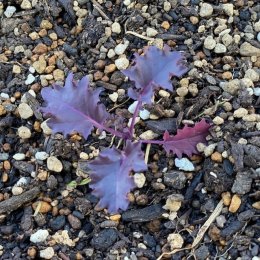 ケール レッドボア Kale F1 redboa / 巨大になる紫葉。チリチリの葉姿で冬のカラーリーフとして/ コンテナガーデン