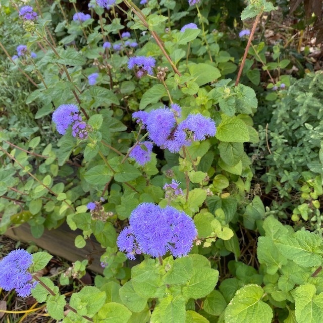 7月のガーデン風景と花の名前①＜2020/7/2＞ | 「豊洲グリーン100