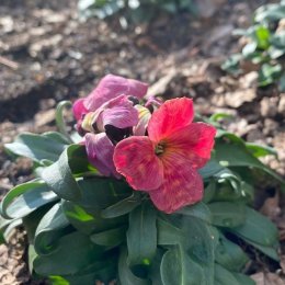 チェイランサス パープルバイカラー Cheiranthus F1 Suger Rush / カラフルな色が楽しいアブラナ科の花 / メインガーデン、パークセンター前