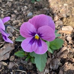 パンジー F1パノラ ピンクシェード / 優しいピンク色の小ぶりのパンジー / TOYOSU花文字・遊具横ボーダーガーデン・パークセンター前