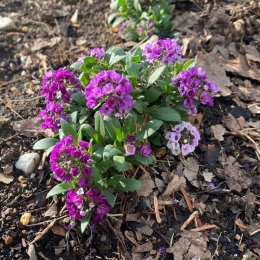 アリッサム ラベンダーシェード Alyssum Clear Crystal 'Lavender Shades' / 紫の濃淡。花が大きく長く楽しめる / 遊具横ボーダーガーデン・コンテナガーデン・メインガーデン*豊洲産
