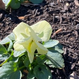 パンジー F1マトリックス プリムローズ / 柔らかなクリームイエローの大輪パンジー / TOYOSU花文字