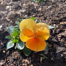 よく咲くスミレ マーマレード / ビオラより花が大きくパンジーより花付きの良いよく咲くスミレ / TOYOSU花文字・メインガーデン