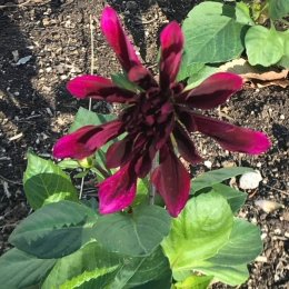 ダリア コクチョウ(黒蝶)Dahlia 'Kokucho' / ダークレッドのダリア。夏から秋にかけて咲く。 / メインガーデン