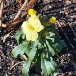 チェイランサス プリムローズ Cheiranthus F1 Suger Rush / 淡黄色がガーデンに映える / パークセンター前