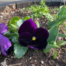パンジー F1マトリックス パープル / 濃い紫の大輪パンジー / フロントガーデン・コンテナガーデン