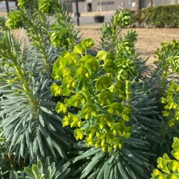 ユーフォルビア ウルフェニー Euphorbia characias ssp.wulfenii / シルバーグレーの葉が魅力的な多年草。花色は黄色 / 石積みガーデン