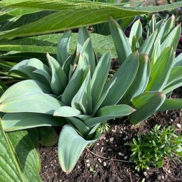 アリウム ギガンチウム Allium giganteum / 巨大球根の紫花が美しいネギ坊主。シルバーリーフも素敵です / メインガーデン・石積みガーデン