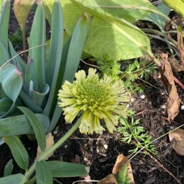 ガイラルディア ラズルダズル Gaillardia pulchella 'Razzle Dazzle' / 通常は朱色の花ですがこちらはイエロー。花びらの形が面白い / 石積みガーデン・遊具横ボーダーガーデン