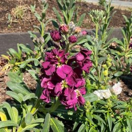 ストック バレンタインビバ Matthiola incana'Valentine Viva' / 濃い紫の高性のストック / メインガーデン*豊洲産