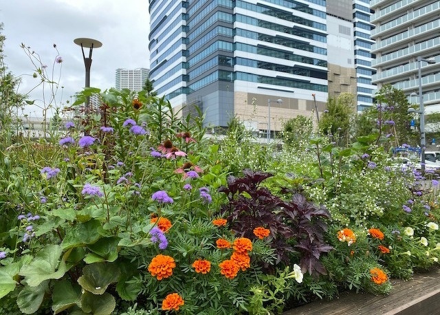 種から育てた花で作るガーデン風景(フロントガーデン)