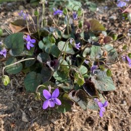ビオラ ラブラドリカ Viola labradorica / 黒葉の宿根性ビオラ / パークセンター前