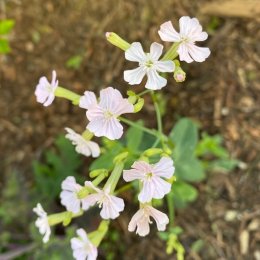 シレネ サクラコマチ Silene armeria / 小さな淡ピンクの花。切り花にも向く / フロントガーデン・コンテナガーデン
