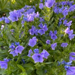 エキウム ブルーベッダーEchium vulgare 'Blue Bedder'/ ピンクの筋が入る青い花で永く長く楽しめる一年草 / フロントガーデン・メインガーデン*豊洲産