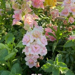 キンギョソウ アップルブロッサム Antirrhinum majus Twinny Appleblossum / 半八重咲きで優しいピンク / 遊具横ボーダーガーデン*豊洲産