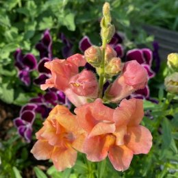 キンギョソウ ブロンズシェード Antirrhinum majus Twinny Bronze Shades / 半八重咲きで黄色からオレンジのグラデーション / フロントガーデン *豊洲産