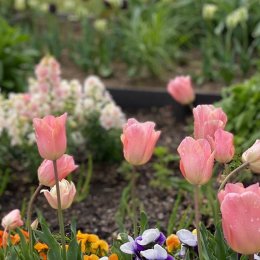 チューリップ アプリコットビューティ / 花びらの先が少し広がる形のチューリップ / メインガーデン