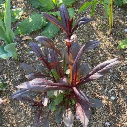 ペンステモン ダークタワーズ Penstemon 'Dark Towers' / 赤葉が魅力的な多年草。花は5月頃 / メインガーデン