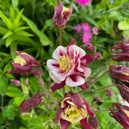 アクイレギア ウィンキーダブルレッド&ホワイト / 八重2色咲きの西洋オダマキ / 遊具横ボーダーガーデン *豊洲産