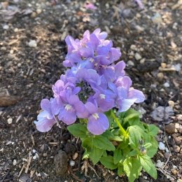 ネメシア アレンジラベンダー / 淡紫色のネメシア。通常冬から春にかけて咲く1年草 / メインガーデン *豊洲産