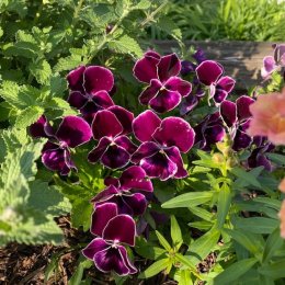 パンジー タキシード / 中輪のパンジー。白い縁どりで濃い紫色になる / フロントガーデン、TOYOSU花文字