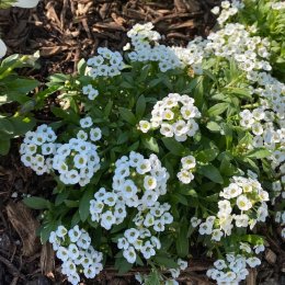 アリッサム スノークラウド Alyssum 'Snow cloud' / 白花のアリッサム / 石積みガーデン *豊洲産