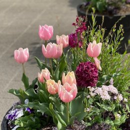 チューリップ マンゴーチャーム / 花びらの先がオレンジがかる丸い花型のチューリップ / コンテナガーデン