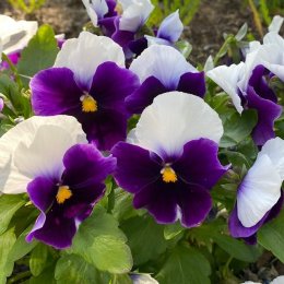 パンジー F1マトリックス ビーコンフィールド / 2色咲きの大輪パンジー / メインガーデン・コンテナガーデン