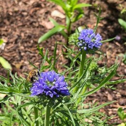 ギリア カピタータ Gilia capitata / 鮮やかなブルーと丸くなる花型が特徴 / フロントガーデン *豊洲産