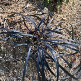 コクリュウ Ophiopogon planiscapus 'Nigrescens' / 常緑で真っ黒な葉が特徴。和名オオバジャノヒゲ / パークセンター前
