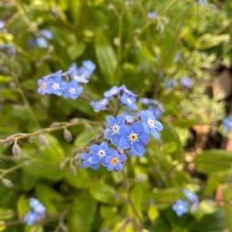 ワスレナグサ ブルームッツ / Myososis / ワスレナグサの園芸種で通常より高さがある / パークセンター前・TOYOSU花文字*豊洲産