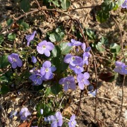 ベロニカ ウォーターペリーブルー Veronica 'Waterperry Blue' / 常緑のはい性ベロニカ / パークセンター前