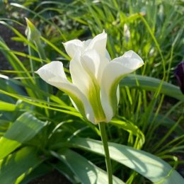 チューリップ スプリンググリーン / 白とグリーンの2色咲きチューリップ。植えっぱなしで毎年咲く / メインガーデン