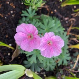 ゲラニウム サンギネウム ナナム Geranium sanguineum Nunum / 和名はヒメアケボノフウロ / パークセンター前