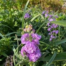 ストック ファミリーマリン / 淡紫色の高性ストック。八重咲と一重咲がある / 石積みガーデン *豊洲産