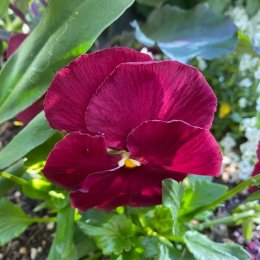 パンジー F1マトリックス ローズ / 紫がかる赤色の大輪パンジー / TOYOSU花文字・遊具横ボーダーガーデン *豊洲産