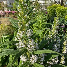 エキウム ピ二ナナ’Echium pininana’ / 巨大に育つ二年草。通常ピンク~ブルーの花ですが白花でした / 石積みガーデン *豊洲産