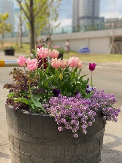 コンテナガーデン / チューリップ マンゴーチャームがかわいらしい風景を演出