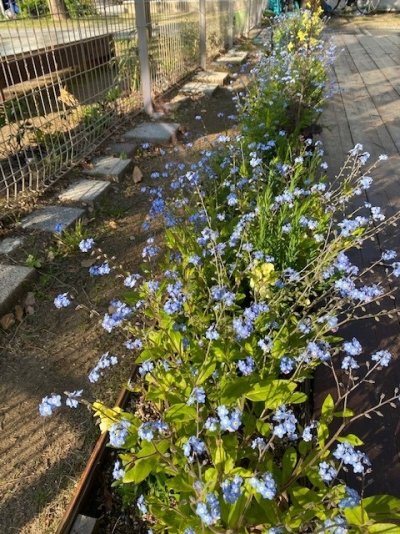 パークガーデン前 / ワスレナグサが一気に成長!ここはブルーと淡イエローのガーデンです