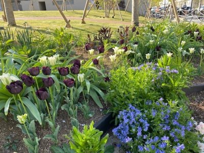 メインガーデン / 奥にはシックな色合いのチューリップ。これから多年草が咲き始めます